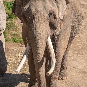 Billy the Asian Elephant