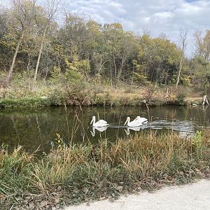 Pelican Wetlands
