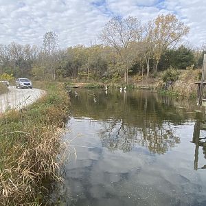 Pelican Wetlands