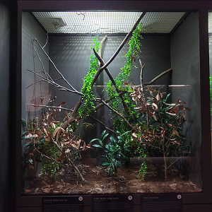 Oct. 2021 - Museum of Science - Arthropods - Giant Prickly Stick Insect Exhibit
