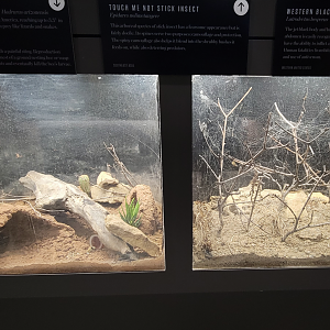 Oct. 2021 - Museum of Science - Arthropods - Velvet Ant/Desert Hairy Scorpion + Western Black Widow Exhibits