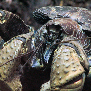 Oct. 2021 - Museum of Science - Arthropods - Coconut Crab