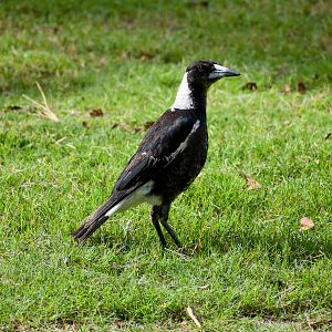 Australian Magpie (Gymnorhina tibicen)