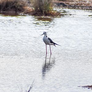 Pied Stilt (Himantopus leucocephalus)