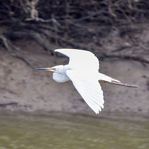 Intermediate Egret (Ardea intermedia)