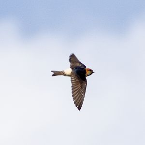 Fairy Martin (Petrochelidon ariel)