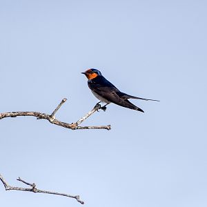 Welcome Swallow (Hirundo neoxena)