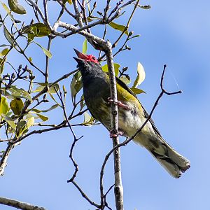 Australasian Figbird (Sphecotheres vieilloti)