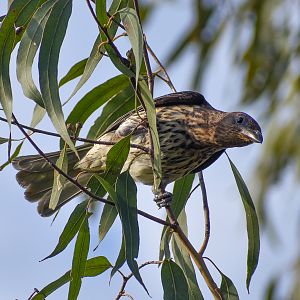 Australasian Figbird (Sphecotheres vieilloti)