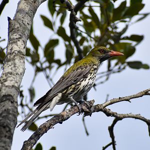 Olive-backed Oriole (Oriolus sagittatus)