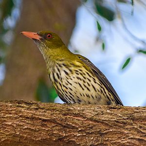 Olive-backed Oriole (Oriolus sagittatus)