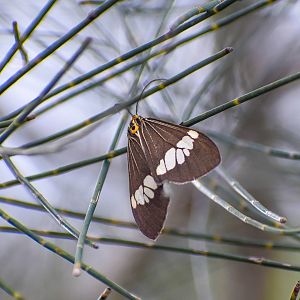 Magpie Moth