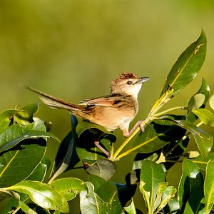 Tawny Grassbird (Cincloramphus timoriensis)