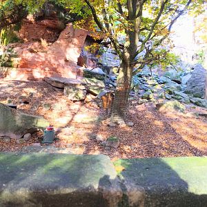 Alpine Ibex Enclosure