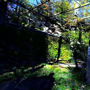 Inside the Northern bald Ibis Aviary