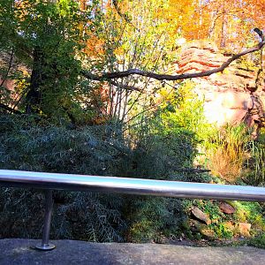 The Famous Fishing Cat Enclosure