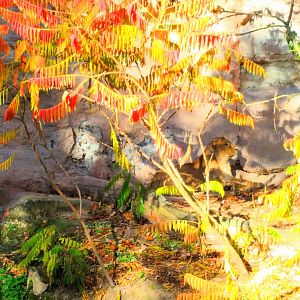 Asian Lioness Enclosure