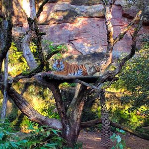 Amur Tiger Enclosure