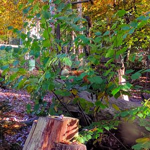 Yellow throated Marten Enclosure