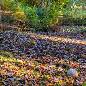 Yellow throated Marten
