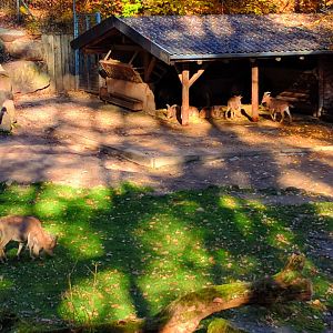 Barbary Sheep Enclosure