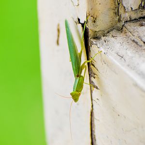 Australian Garden Mantis (Orthodera ministralis)