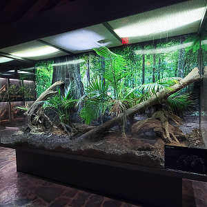 Oct. 2021 - Museum of Science - Arthropods - Coconut Crab Exhibit