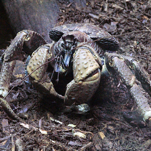 Oct. 2021 - Museum of Science - Arthropods - Coconut Crab