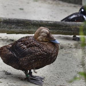 Spectacled duck (Somateria fischeri)