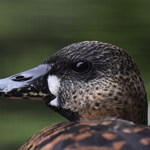 African white-backed duck (Thalassornis leuconotus leuconotus)