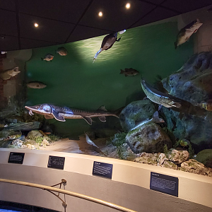 Oct. 2021 - Museum of Science - Wetlands & Lakes