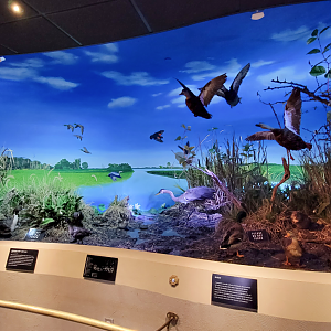 Oct. 2021 - Museum of Science - Wetlands & Lakes