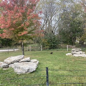 Pygmy Goat & Chicken Paddock