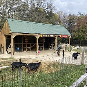 Pygmy Goat & Chicken Paddock