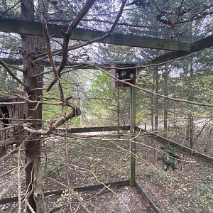 Eastern Screech Owl Aviary