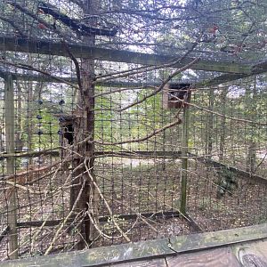 Eastern Screech Owl Aviary