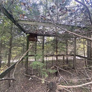 American Kestrel Aviary