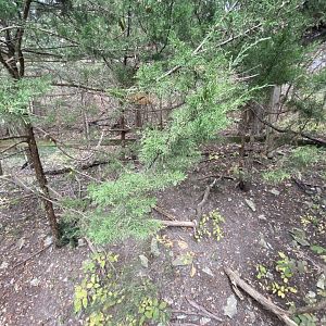 Short-Eared Owl Aviary
