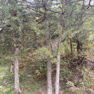 American Black Bear Exhibit