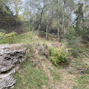 American Black Bear Exhibit