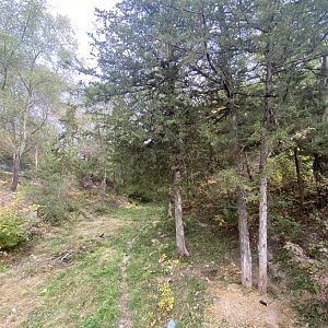 American Black Bear Exhibit