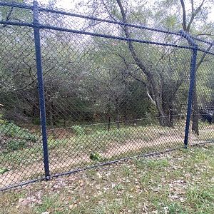 American Black Bear Exhibit