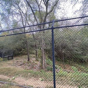 American Black Bear Exhibit