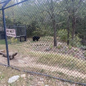 American Black Bear Exhibit