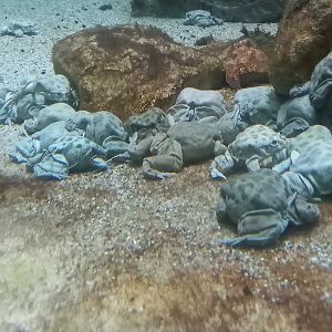 Titicaca water frogs