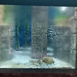 Enclosure Titicaca water frog