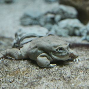 Titicaca water frog
