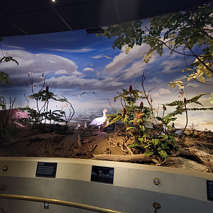 Oct. 2021 - Museum of Science - Wetlands & Lakes