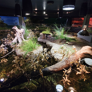 Oct. 2021 - Museum of Science - Wetlands & Lakes - Lake Erie Watersnake & Others Tank