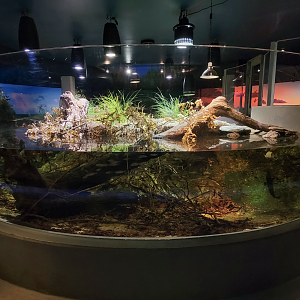 Oct. 2021 - Museum of Science - Wetlands & Lakes - Lake Erie Watersnake & Others Tank
